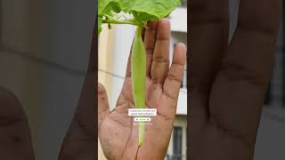 Grow Desi Snake Gourd In Container PotHarvesting☔गमले में उगाएं चिचिण्डा ashasgardenstoryshorts [upl. by Anzovin]