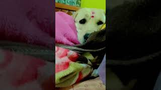 pata nahi youtube buddydog labrador buddy funnylabrador [upl. by Ehc360]