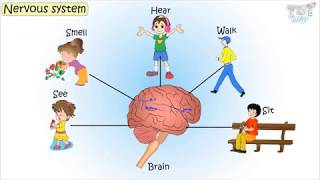 The Nervous System amp Its Parts  Science  Grade 5  Tutway [upl. by Mitchiner]