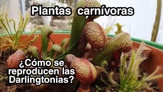 ¿Cómo reproducir una Darlingtonia californica  Plantas carnívoras [upl. by Cecilia]