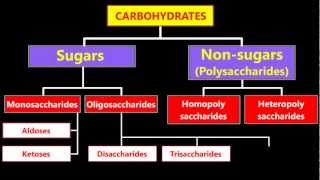 Classification Of Carbohydrates [upl. by Drona658]