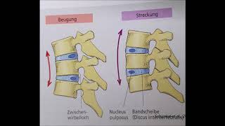Aufbau und Funktion Bandscheibe [upl. by Conger]
