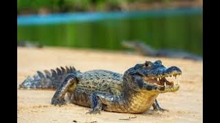 Jacaré 🐊 papo amarelo Caiman latirostris [upl. by Carline]