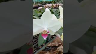 shorts phalaenopsis saleGardenecahome [upl. by Lyckman]