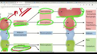 Neurodevelopment amp Embryology Nervous System In First Aid  Lec2 [upl. by Poul]