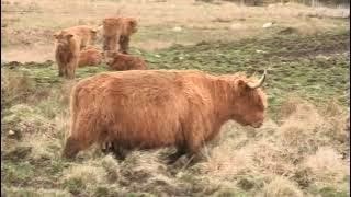 Highland Cows With Bagpipes Music On History Visit To Isle Of Mull Inner Hebrides Scotland [upl. by Adest632]