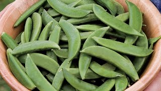 How to Plant and Grow Peas [upl. by Nyroc]