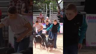 Krew and Karis showing in hog showmanship at The Final Drive showpigs pigs livestockshow [upl. by Gabie]