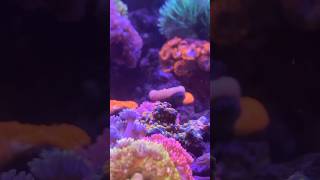 Weekend Tank reeftank corals marine aquarium fish fishtank saltwateraquarium shorts [upl. by Higginson]