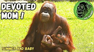 Proud New Mom Orangutan Cradling Her Baby babyorangutan [upl. by Neehs203]