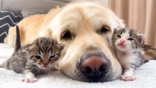 How the Golden Retriever and New Tiny Kittens Became Best Friends Cutest Compilation [upl. by Accire]