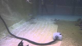 Cleaning the Penguins at Edinburgh Zoo June 2015 [upl. by Baiel]