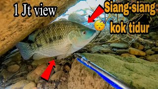 menembak ikan nila terbesar di sungai dangkal taiwanspearfishing taiwan Anuakfishing [upl. by Werdma]