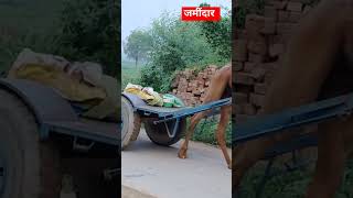 Zamindar 🐪kisan chaudhar Jaat kitrending viralvideo shortsvideo [upl. by Ynohtnakram918]