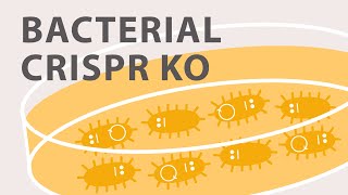 Gene Silencing Methods CRISPR vs TALENs vs RNAi [upl. by Echo]