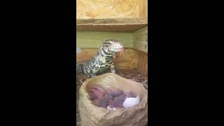 Tegu Eats Ten LIVE Rat Pinkies 🐀🐁🐭 [upl. by Whipple516]