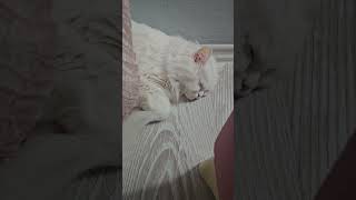 Bizi evinde misafir eden yavrumuza teşekkür ederiz 😻 catlovers10m cat 🎥Gebzepetsitter [upl. by Ruckman]