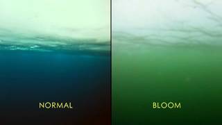 NASA Discovers Massive Phytoplankton Bloom [upl. by Aiekat]