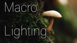 Macro photography lighting tutorial Equipment settings and ideas for amazing images [upl. by Samled]