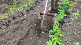 Brush cutter with weeder attachment [upl. by Huff]