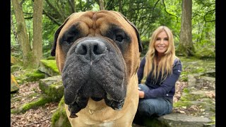 THE BULLMASTIFF  DANGEROUS GAME KEEPERS GUARD DOG [upl. by Feld560]