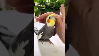 Cute Cockatiel Singing 🎶 🦜😍 cockatielscraze [upl. by Grogan]