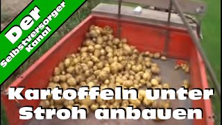 Kartoffeln unter Stroh anbauen die erste Ernte [upl. by Laszlo378]