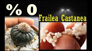 Cactus seeds germination Frailea Castanea  Frailea Asteroides   Astrophytum Castaneum [upl. by Aihsot]