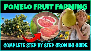 Pomelo Fruit Farming  How to Grow Pomelo Tree  Pomelo Cultivation [upl. by Lazare125]