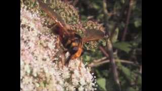 Hoverfly Milesia crabroniformis Vendée France [upl. by Pappano]