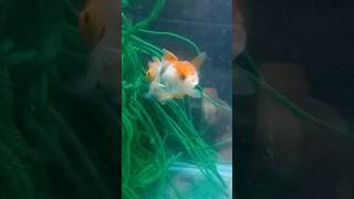 Oranda Goldfish spawning [upl. by Ellis]