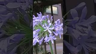 やっと春が来た！ ⑥  3 アガパンサス！ Agapanthus [upl. by Godber271]