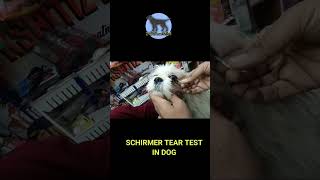 Test for Dry Eye in dog  corneal ulcer in dogs diagnosis  schirmer tear test [upl. by Saimon875]