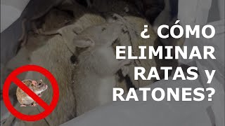 como eliminar plaga de ratas y ratones  método efectivo  Raticida Sicario [upl. by Leirza]