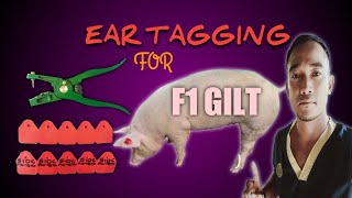 EAR TAGGING FOR F1 GILTS  Paano nga ba mag lagay ng tag sa alaga nating baboy [upl. by Odysseus]