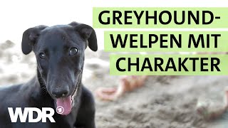 Überraschender GreyhoundNachwuchs hält das TierheimTeam auf Trab  S02E02  Hallo Tierheim  WDR [upl. by Asirak908]