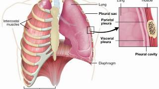 Pulmonary Edema vs Pleural Effusion [upl. by Shaine]