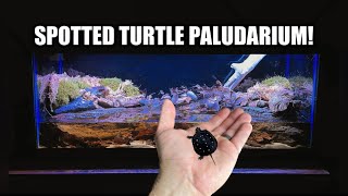 Spotted Turtle Parudarium Build amp Unboxing [upl. by Weibel300]