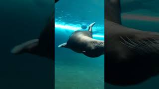 GRACEFUL SEA LION GETS VERY CLOSE [upl. by Carman]