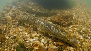 Sea Lamprey Petromyzon marinus Underwater UK [upl. by Ak]