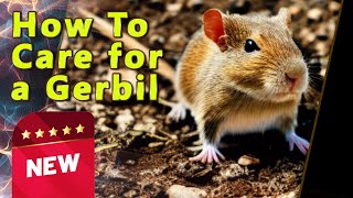 How to Take Care of a Gerbil [upl. by Whallon]