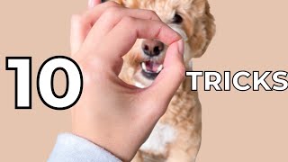 Labradoodle Training 10 Easy Tricks to Teach a Puppy [upl. by Ierbua]