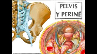 PELVIS Y PERINÉ [upl. by Refitsirhc]