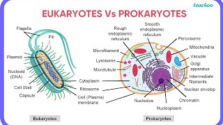 difference between prokaryotic cell amp eukaryotic cell of bsc 2nd semester [upl. by Krenn]