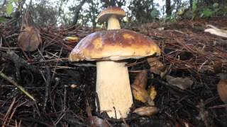 Boletus edulis Sonoma County California USA 2012 Dec 412 [upl. by Oiram]