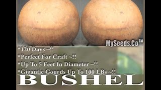 Bushel Gourd Seed RARE Lagenaria siceraria GIANT Gourd SEEDS on wwwMySeedsCo [upl. by Moffat]