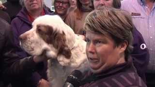 Crufts Clumber multi Ch Chervood Snowsun best of breed disqualified [upl. by Derwon]