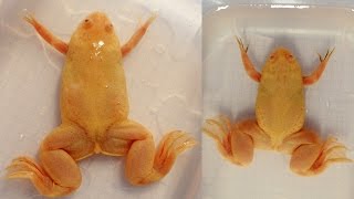 How to sex African Clawed Frogs Xenopus laevis  Xenopus sexing [upl. by Sokairyk284]