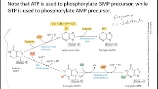 Purinpyrimidine synthesis ribonucleotide reductasefolic acid [upl. by Aitel]