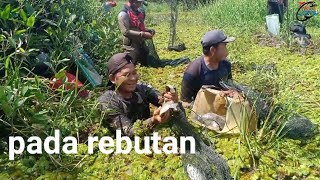 menangkap kumpulan ikan biawan di bawah rerumputan [upl. by Ani]